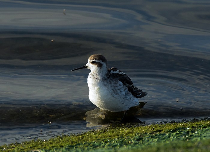 Red-necked Phalarope