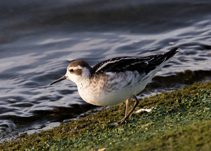 Red-necked Phalarope