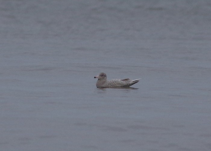 Glaucous Gull