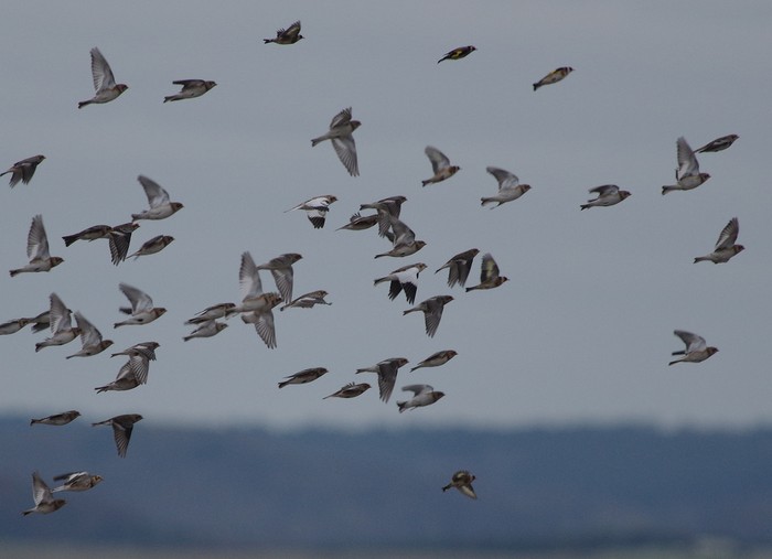 Snow Bunting
