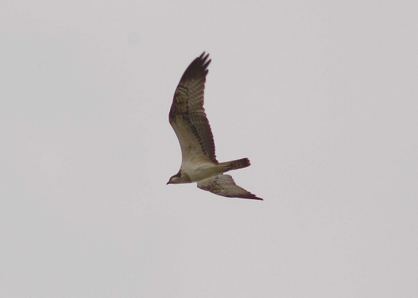Osprey