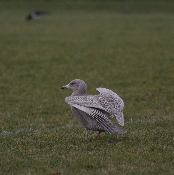 Glaucous Gull