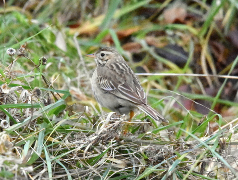 Richard's Pipit