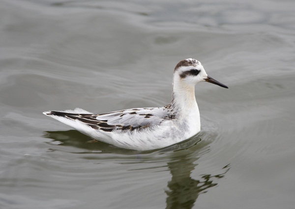 Grey Phalarope