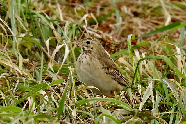 Richard's Pipit