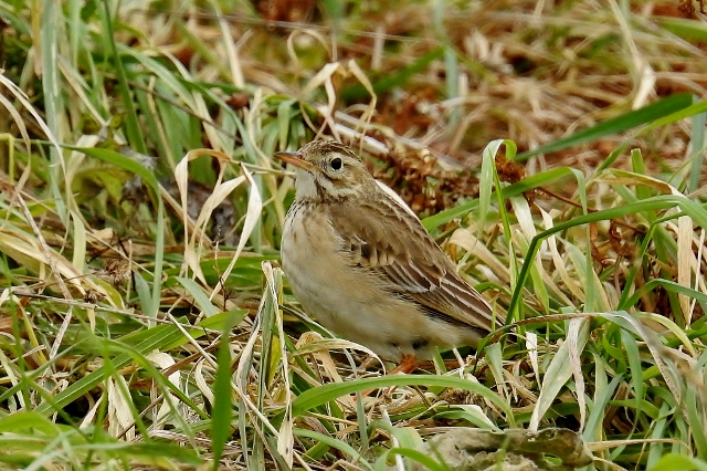 Richard's Pipit