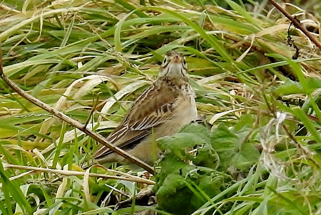 Richard's Pipit