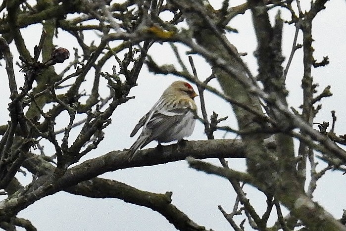 Coues's Arctic Redpoll