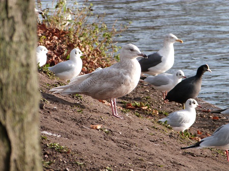 Iceland Gull
