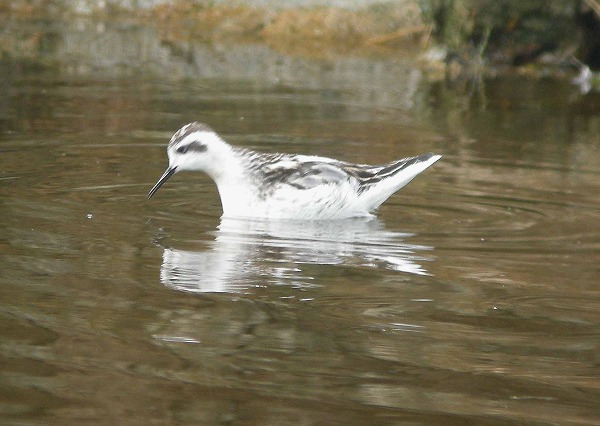 Red-necked Phalarope