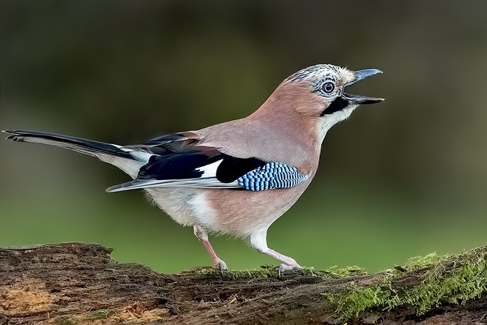 Jay