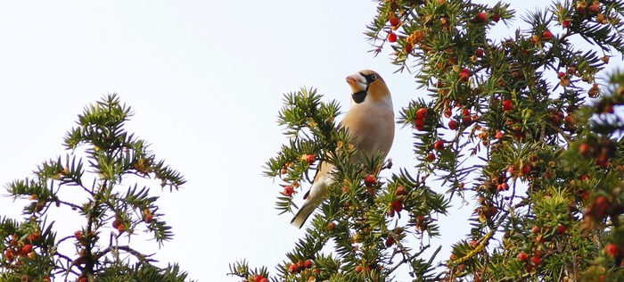 Hawfinch