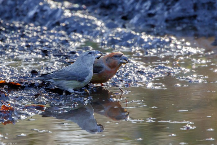 Parrot Crossbill