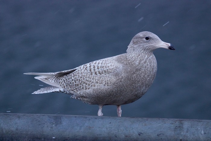 Glaucous Gull