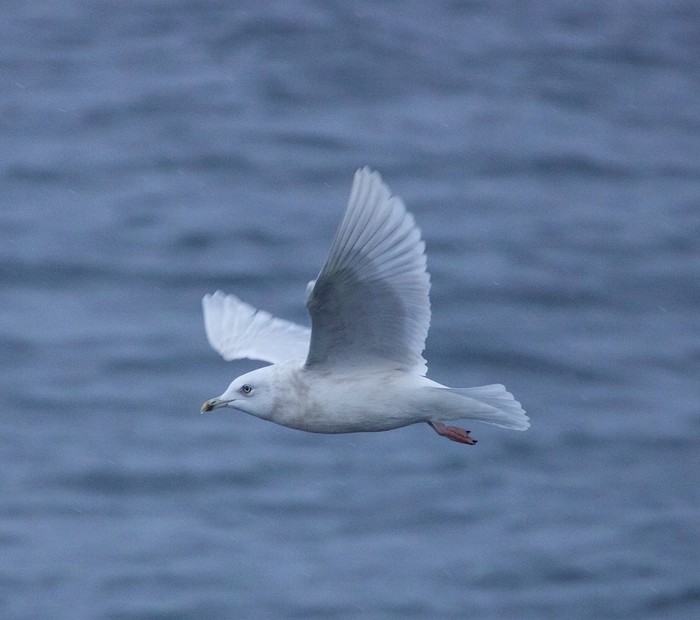 Iceland Gull