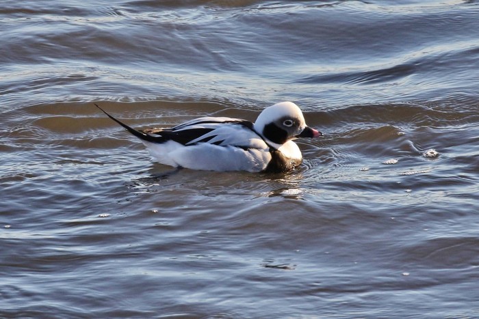 Long-tailed duck