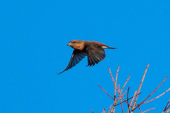 Parrot Crossbill