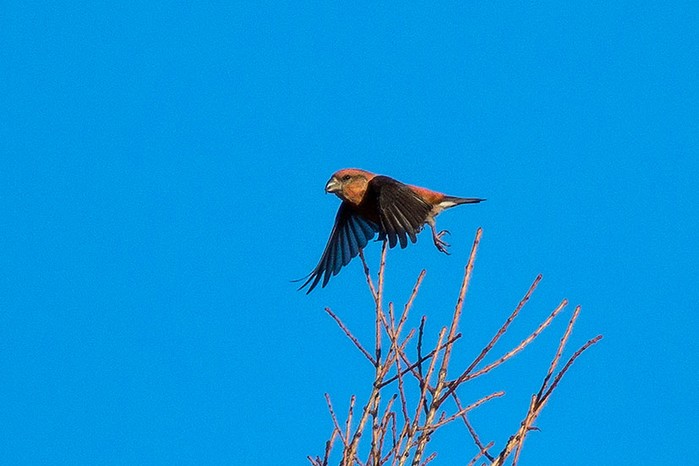 Parrot Crossbill