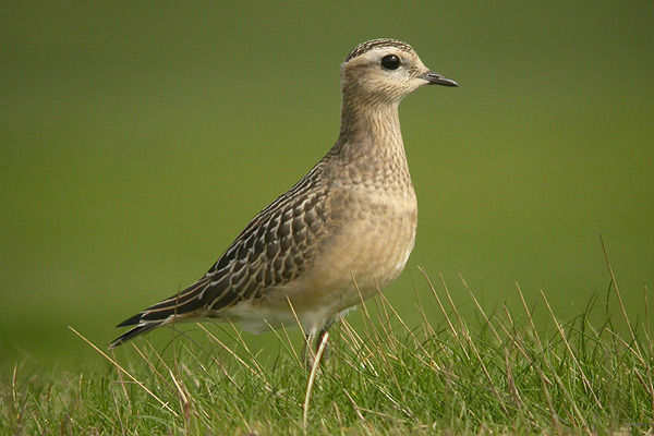 Dotterel