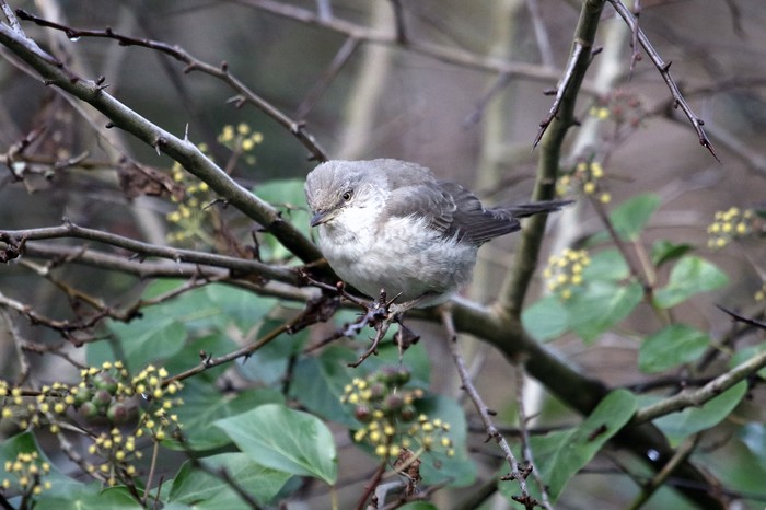 Barred Warbler