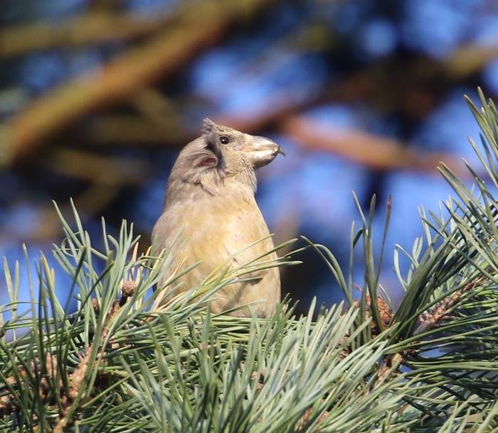 Parrot Crossbill