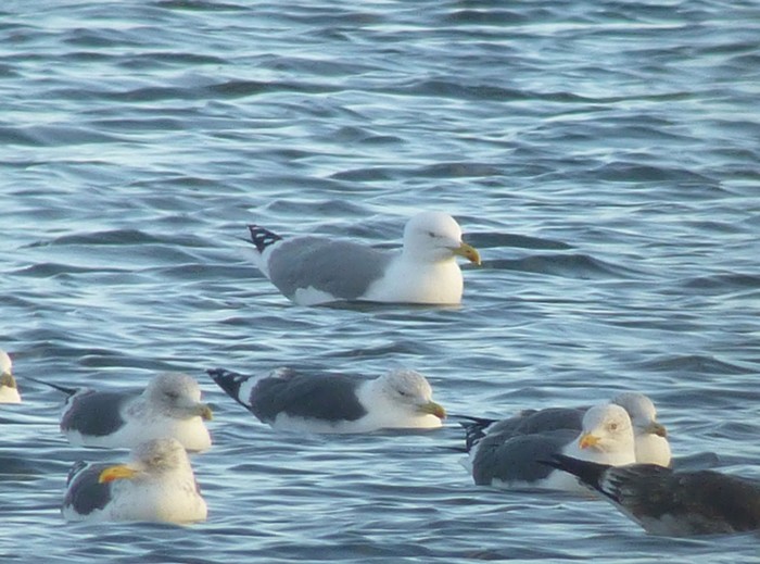 Yellow-legged Gull