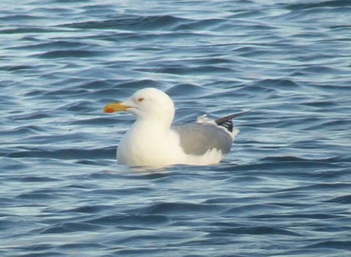 Yellow-legged Gull