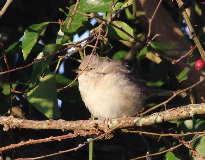 Barred Warbler