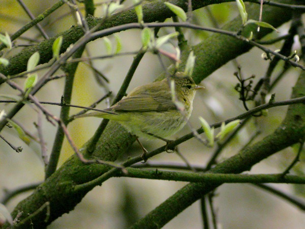 Iberian Chiffchaff