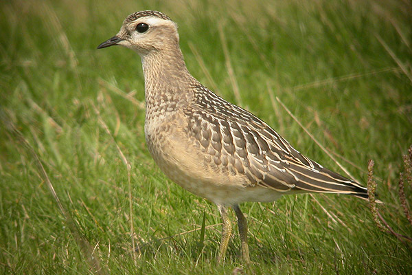 Dotterel