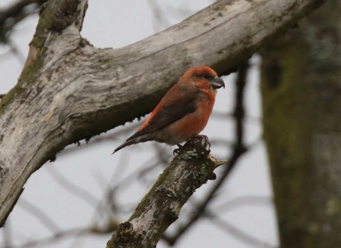 Parrot Crossbill