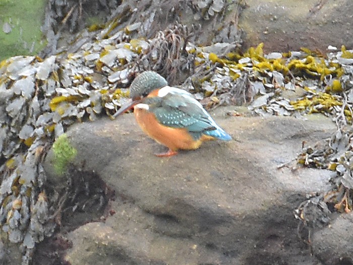 Kingfisher