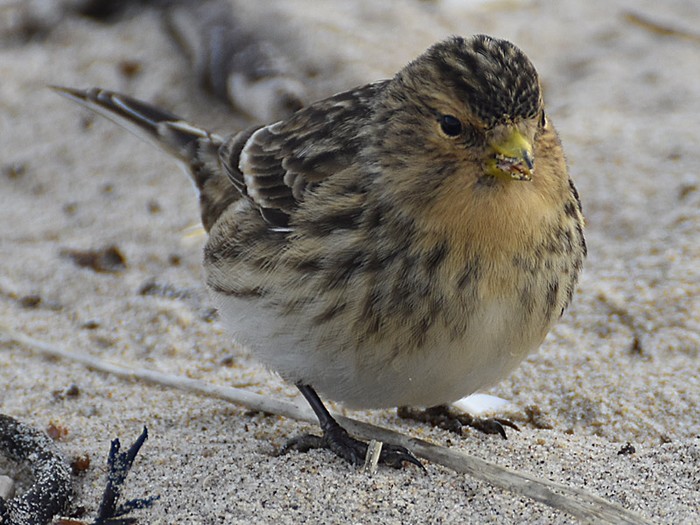 Twite