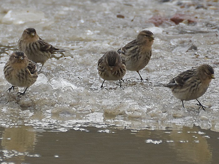 Twite