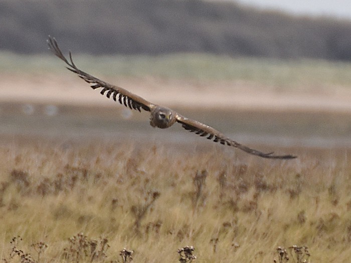 Hen Harrier