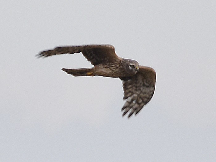 Hen Harrier