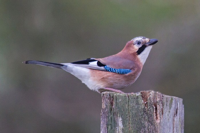 Jay