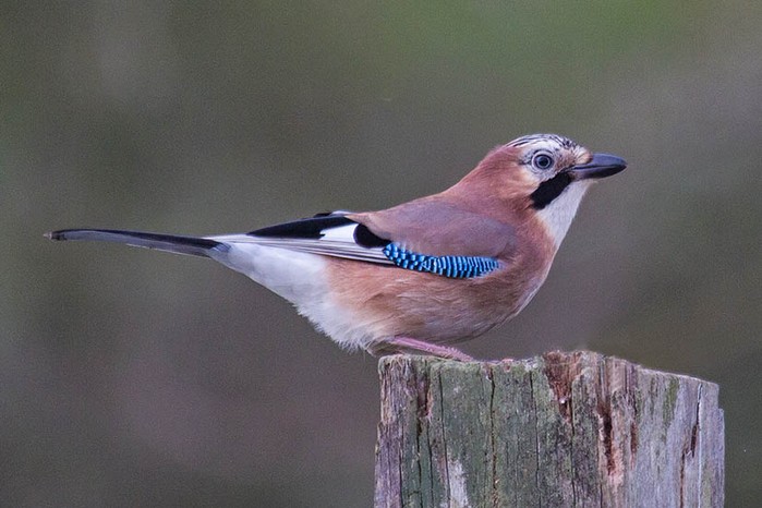 Jay