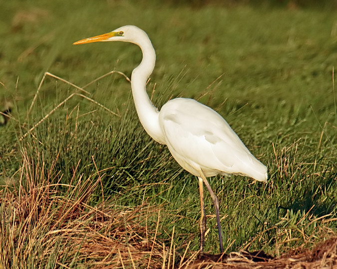 Great White Egret