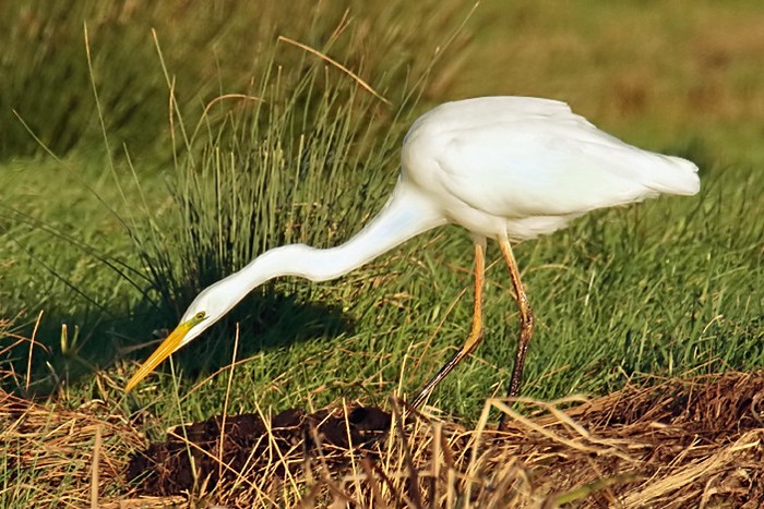 Great White Egret