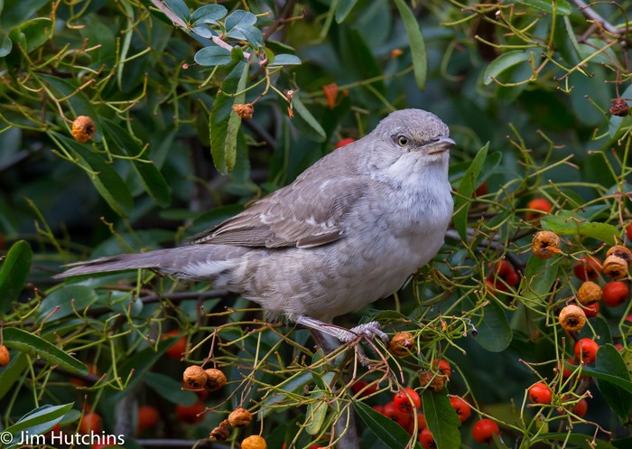 Barred Warbler