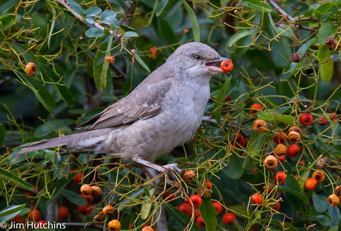 Barred Warbler
