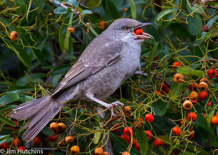 Barred Warbler