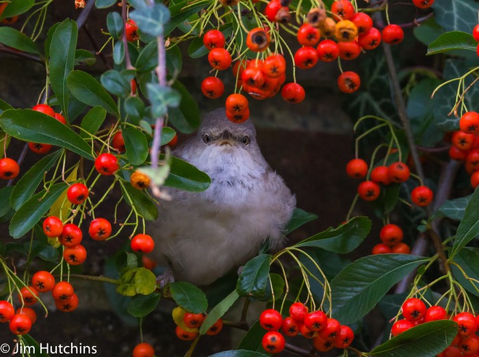 Barred Warbler