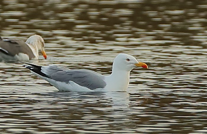 Yellow-legged Gull