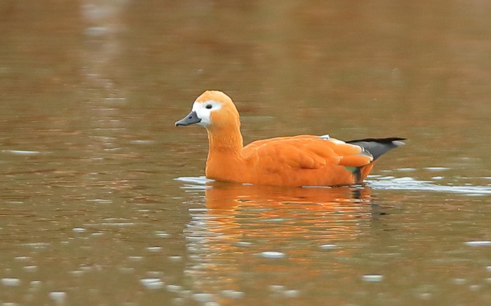 Ruddy Shelduck