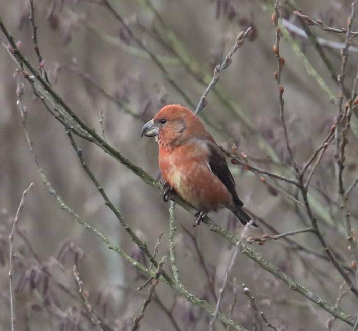 Parrot Crossbill