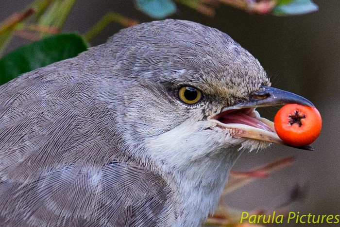 Barred Warbler
