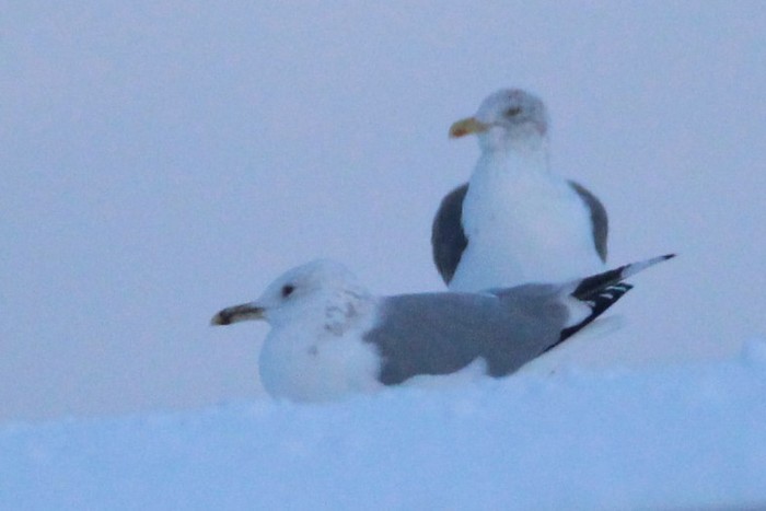 Caspian Gull