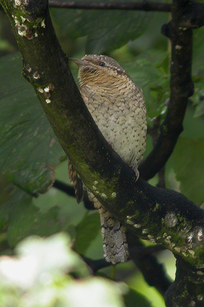 Wryneck